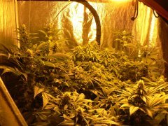 F29(bis)