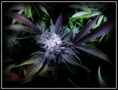 choco cookies 12/12 +64