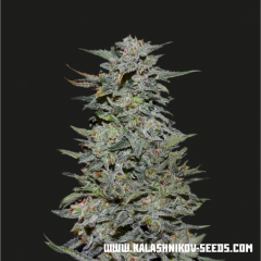 boy-scout-cookies-01_2.png