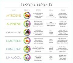 cannabis-terpene-benefits.jpg