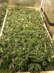 scrog.jpg