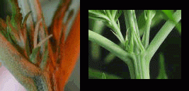 1.gif.5b1b44dcf4ebfa73cbc66176ce873c8d.gif