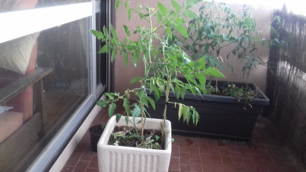 20190727_182445[1].jpg