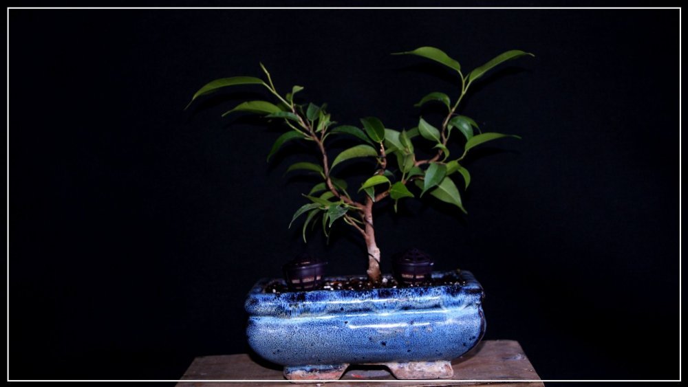 pré bonsai ficus benjamina 2.JPG