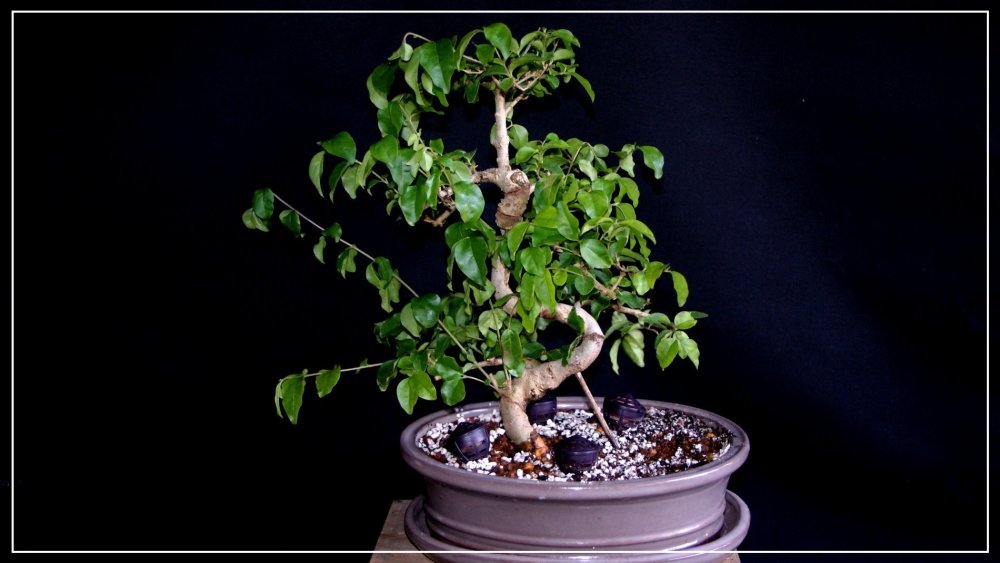 bonsai Ligutrum 2.jpg