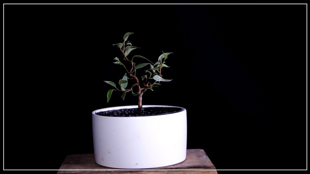 pré bonsai ficus benjamina starlight.JPG