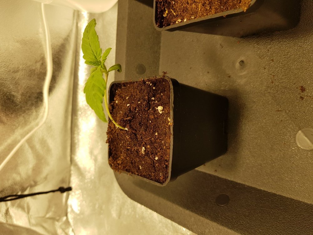 20190712_122523[1].jpg