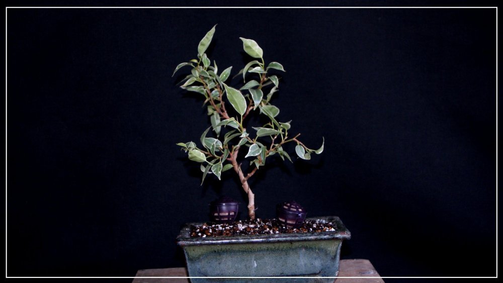pré bonsai ficus benjamina starlight 2.JPG