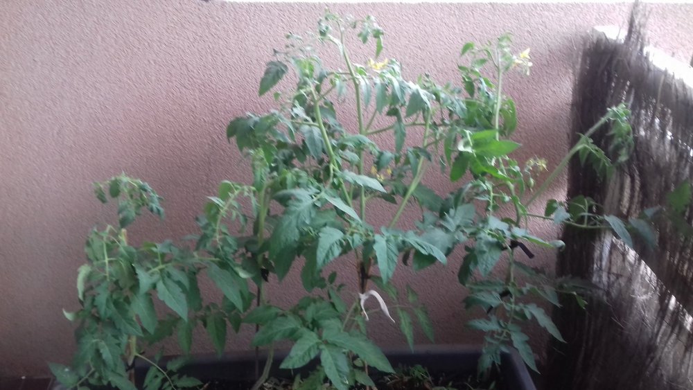 20190727_182513[1].jpg
