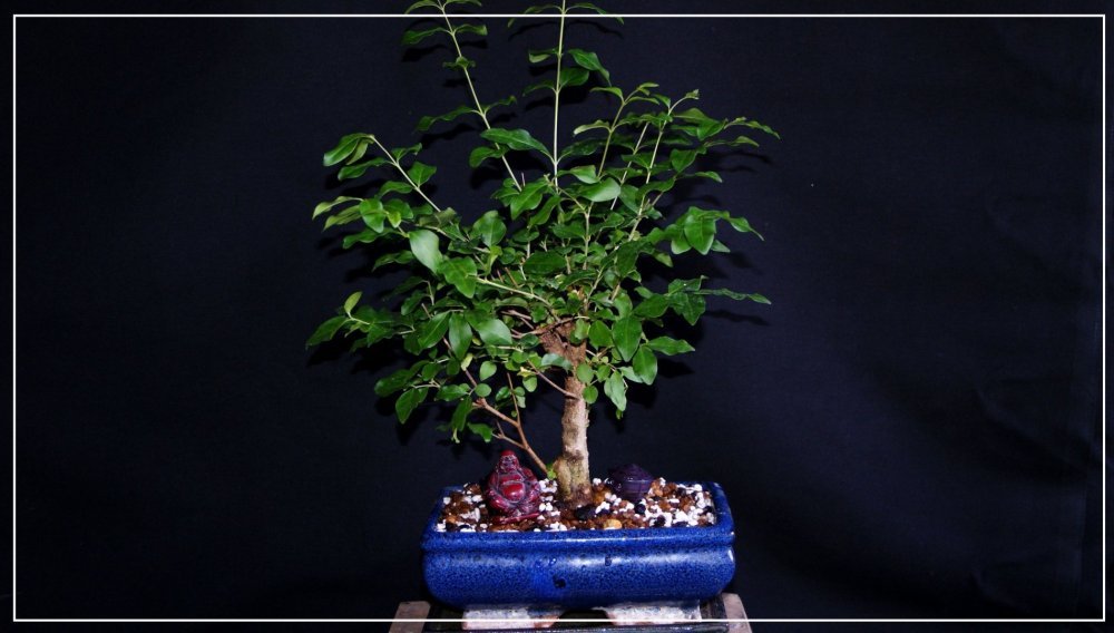 bonsai Ligutrum 1.jpg