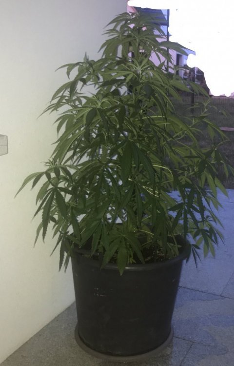 1874991281_planttaille.thumb.jpg.c99ed2f86404d1c4d09eca744134d70d.jpg