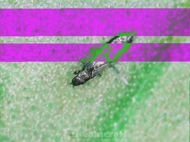190703_185334.jpg.8299568db50195d2f9b10a609f57f325.jpg