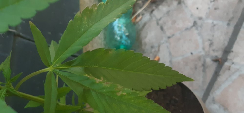 20190706_211528.jpg