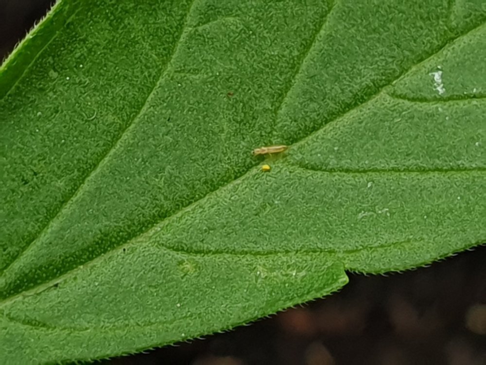 20190714_180609.thumb.jpg.68dbec8c1488840633279bc8fad00e15.jpg