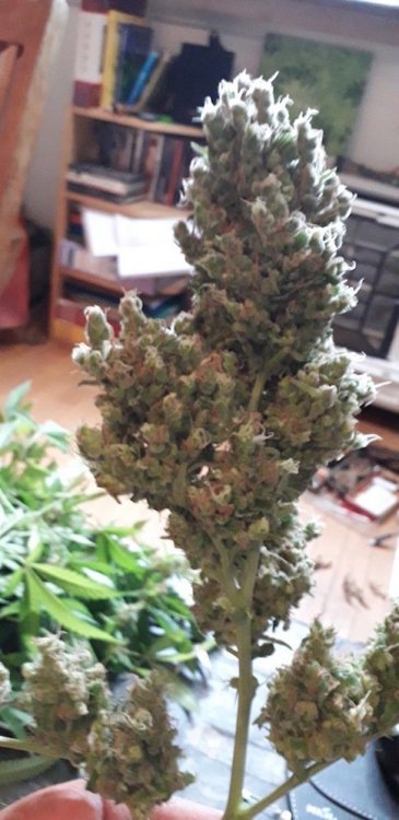 20190727_150428.jpg