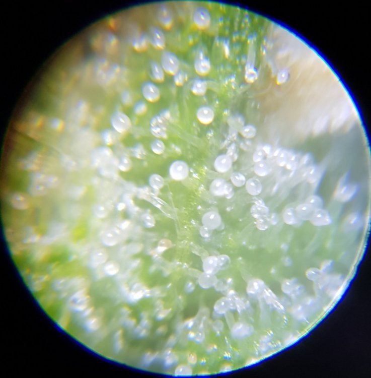 20190731_042500.jpg