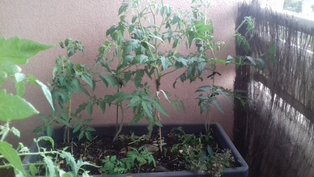 20190727_182436[1].jpg