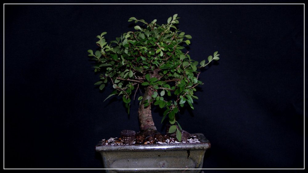 bonsai Orme de chine.JPG
