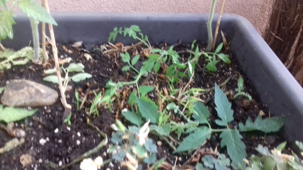 20190727_182753[1].jpg