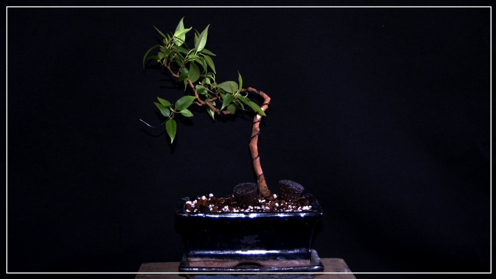 pré bonsai ficus benjamina.JPG