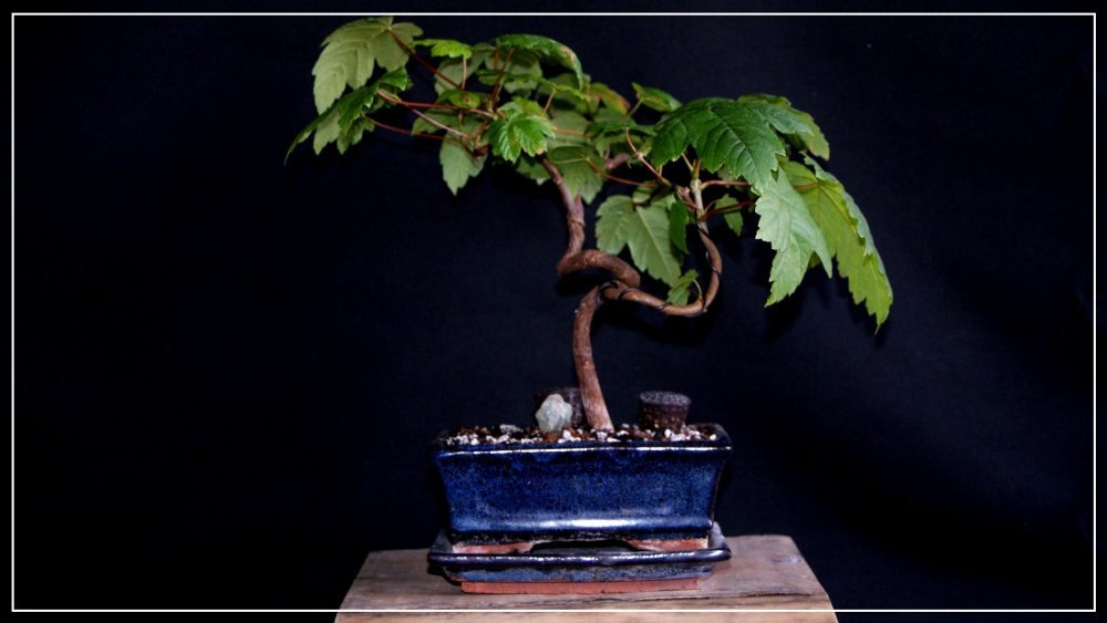 bonsai érable commun.JPG