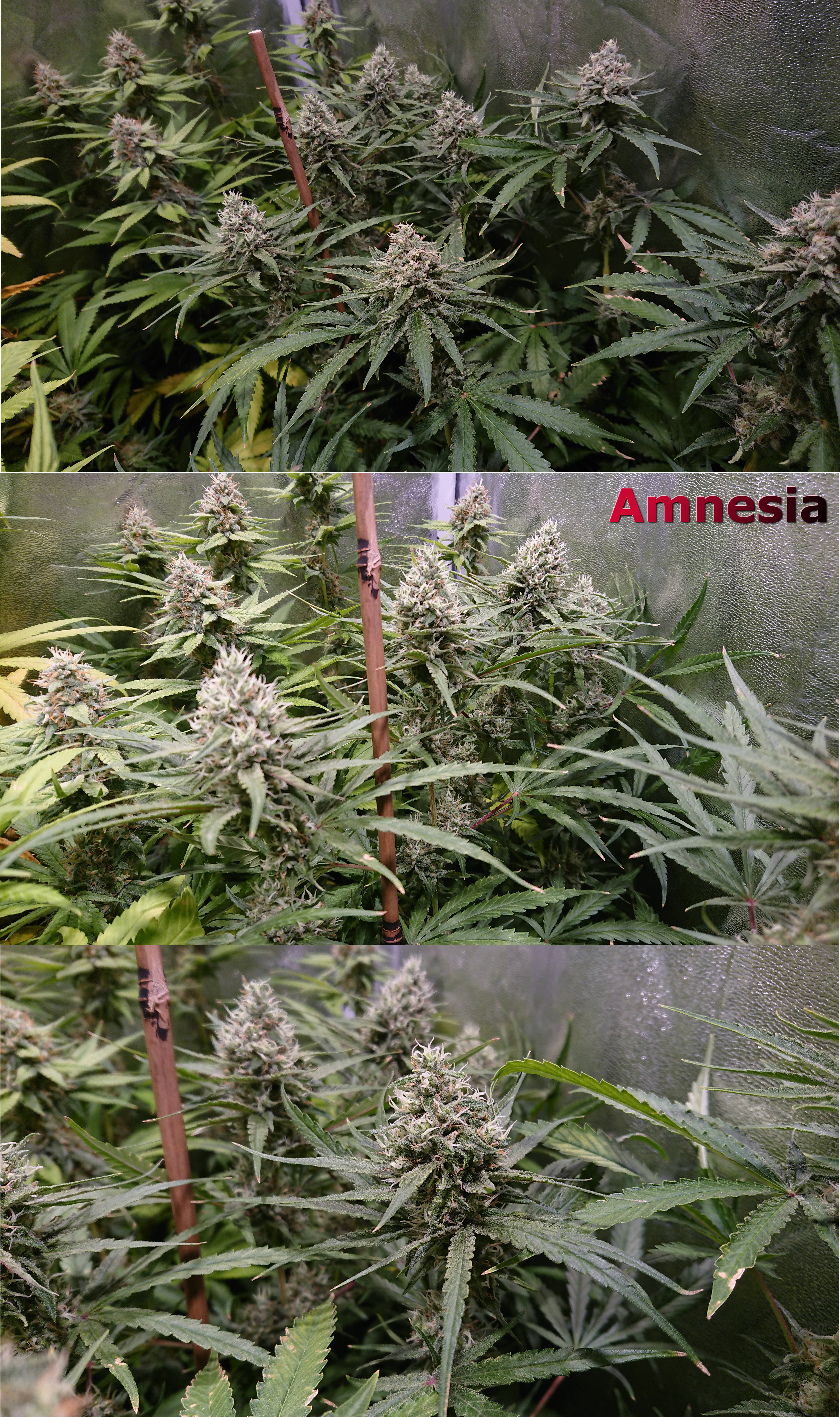 Amnesia_Full.JPG.167cd696c0c874da8cc174a