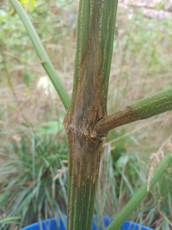 BD3.thumb.jpg.e1a6f1aedcee8847fd418005f86ad0e5.jpg