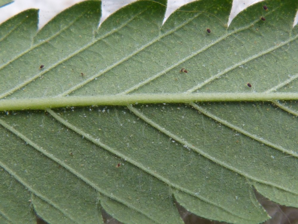 P1090994.JPG