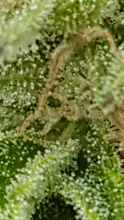 Screenshot_20190720-114538.thumb.png.14bf19f12cfc9fe8ddcdb827bc09b3e7.png