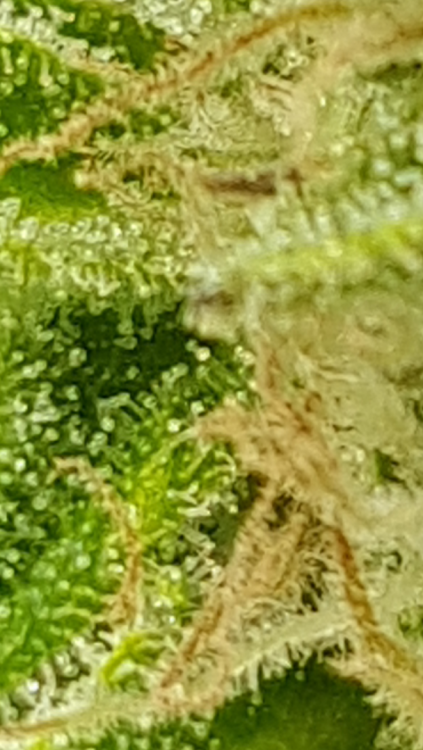 Screenshot_20190720-114703.thumb.png.7a802619df5d650360b9c6b5a8d8f771.png