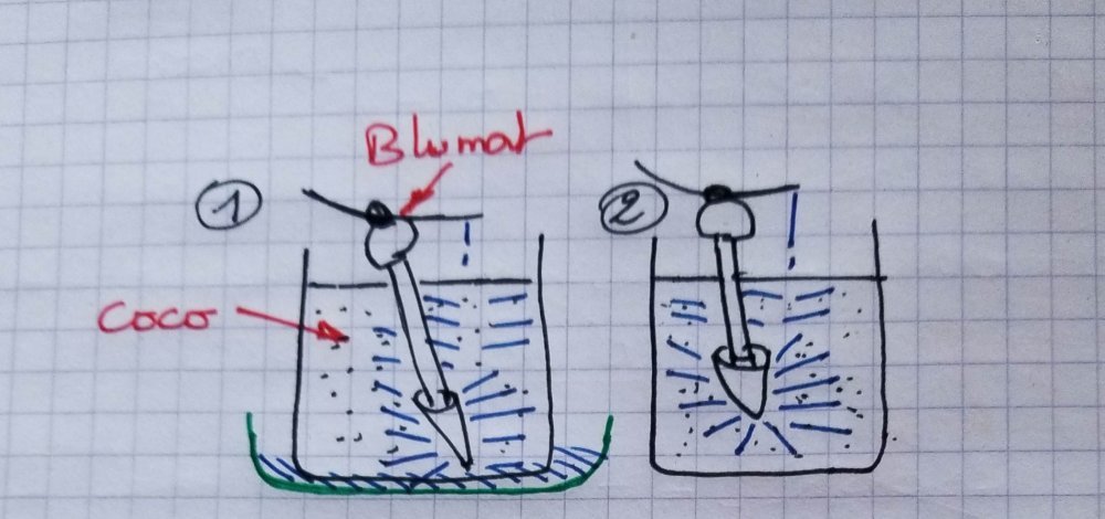 blumat1.thumb.jpg.9bffd2a29f44436cd1ec8997bbce641d.jpg
