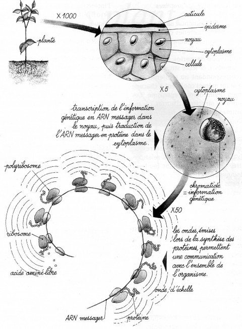 la-garance-480x653.jpg.6675ebbb8c529d6ae6ee498a3fb1ef49.jpg.bc298cd7ded5692fce2a60969bb31f81.jpg