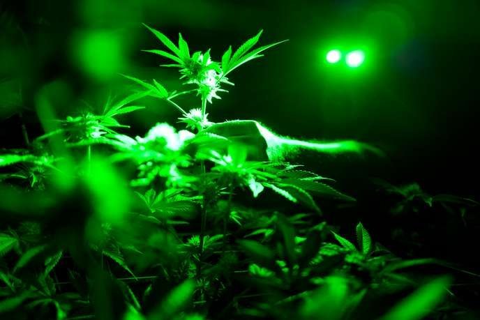Faut-il légaliser le cannabis ? Vingt arguments pour se forger une opinion
