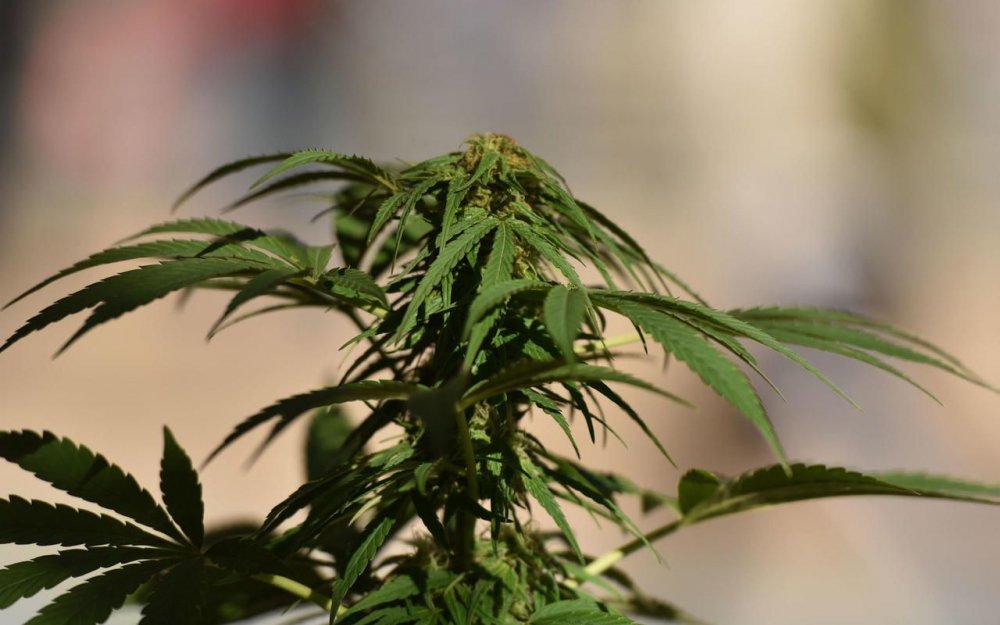 Cannabis : des députés proposent une «légalisation contrôlée»