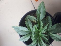 20190630_215457.jpg