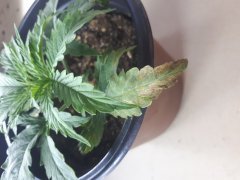 20190630_215549.jpg