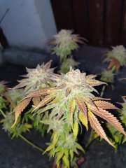 CuT Choco Cookie Test 12/12+76