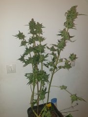 Critical Cheese 1 Flo+67