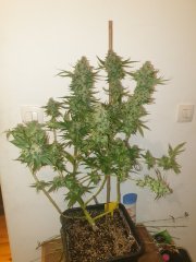 Critical Cheese 2 Flo+67
