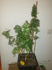 Gorilla Flo+67