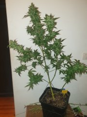Critical Cheese 3 Flo+67