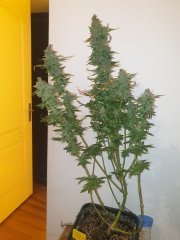 Cookie kush 2  Flo+67