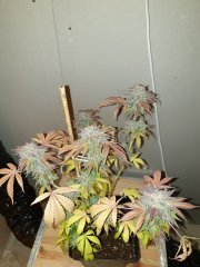 Cut ChocoCookie 12/12+82