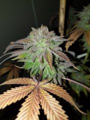 Cut ChocoCookie 12/12+82
