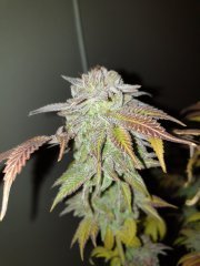 Cut ChocoCookie 12/12+82