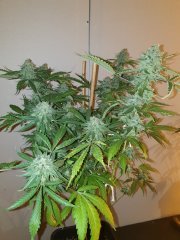 Uk 12/12+65