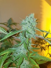 Uk 12/12+65