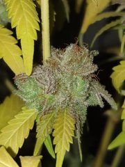 Choco Cookie 12/12+81