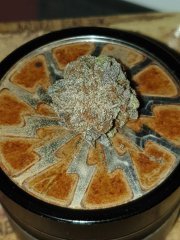 Choco Cookie