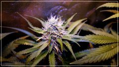 FLO+32 buddha kush.jpg